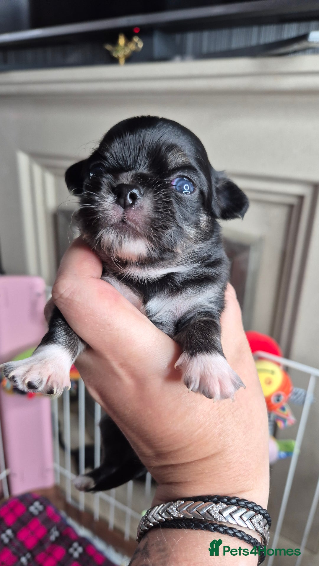 Chihuahua dogs for sale: KC registered Chihuahua puppies  - Advert 5