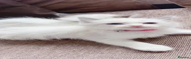 Ragdoll 4
