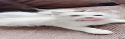 Ragdoll cats for sale: Ragdolls in Glasgow - Advert 3