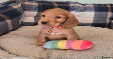 Cocker Spaniel dogs - Advert 4
