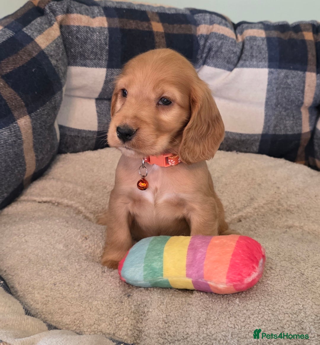 Cocker Spaniel dogs for sale: * KC Registered show type cockers * - Image 6
