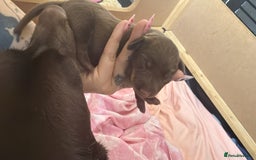 Dachshund dogs for sale: 🌭🌭🌭🌭🌭🌭🌭little dachshunds🌭🌭🌭🌭🌭  - Image 5