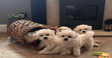 Bichon Frise dogs - Advert 4