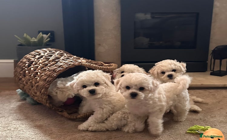 Bichon Frise dogs - Advert 10