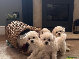 Bichon Frise dogs - Advert 3