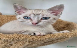 Snowshoe cats for sale:  pedigree Tica reg  snowshoes ready now - Image 22
