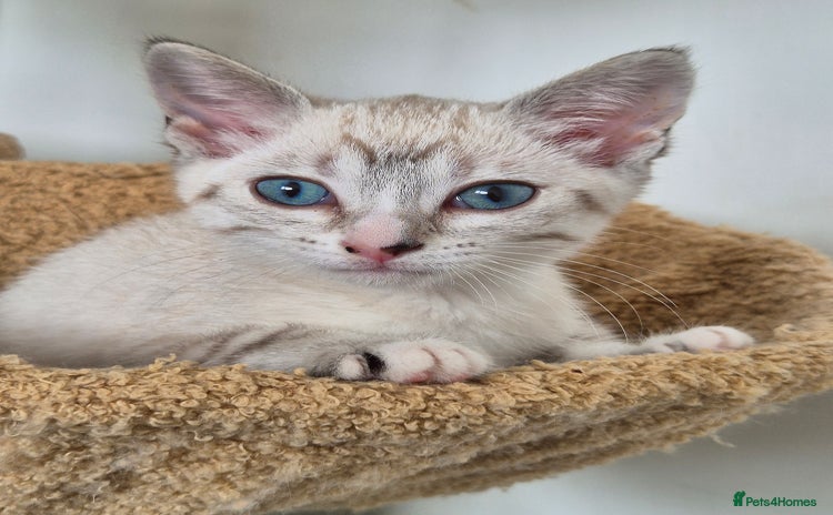 Snowshoe cats - Advert 2