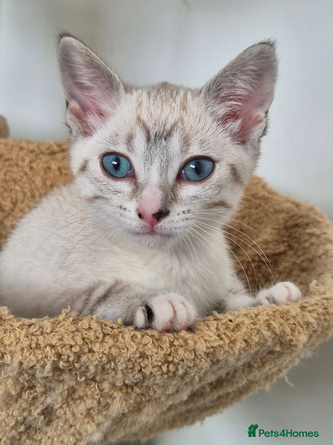 Snowshoe cats for sale:  pedigree Tica reg  snowshoes ready now - Image 22