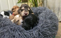 Cockapoo dogs for sale: Cockapoo Puppies Extensive Health Tested - Image 28
