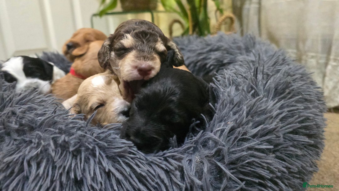 Cockapoo dogs for sale: Cockapoo Puppies Extensive Health Tested - Image 28