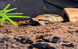 Tortoise reptiles for sale: Hermann’s Tortoise – 20 Months Old - Image 5