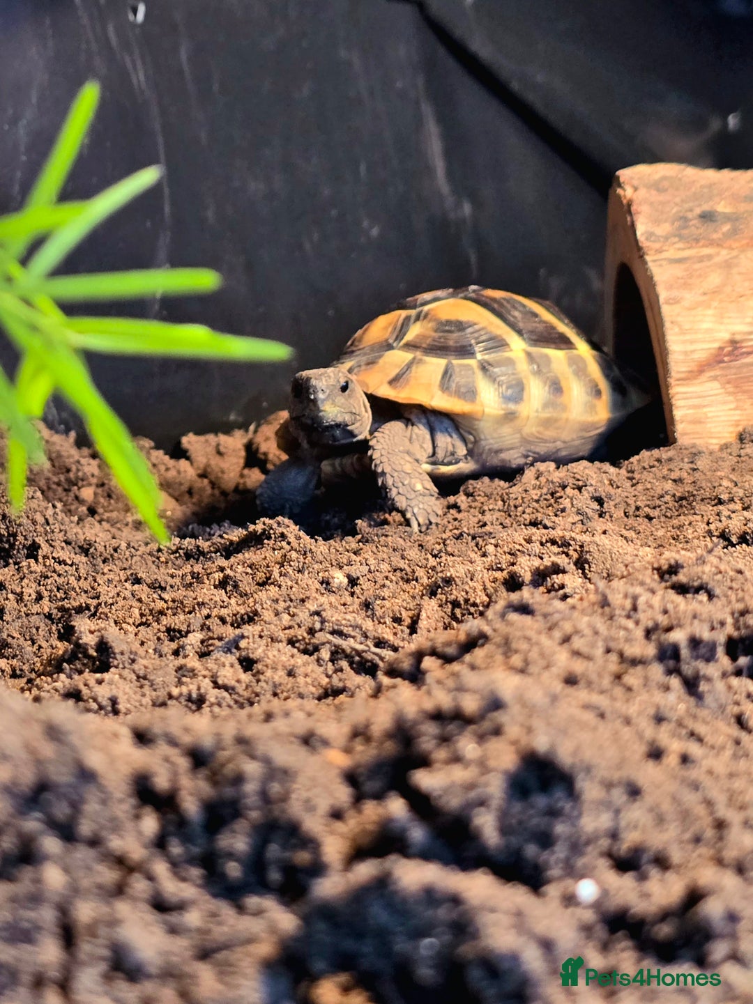 Tortoise reptiles for sale: Hermann’s Tortoise – 20 Months Old - Image 5