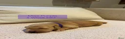 Golden Retriever dogs for sale: Adorable Home Raised KC Reg, Golden Retriever Pups - Advert 4
