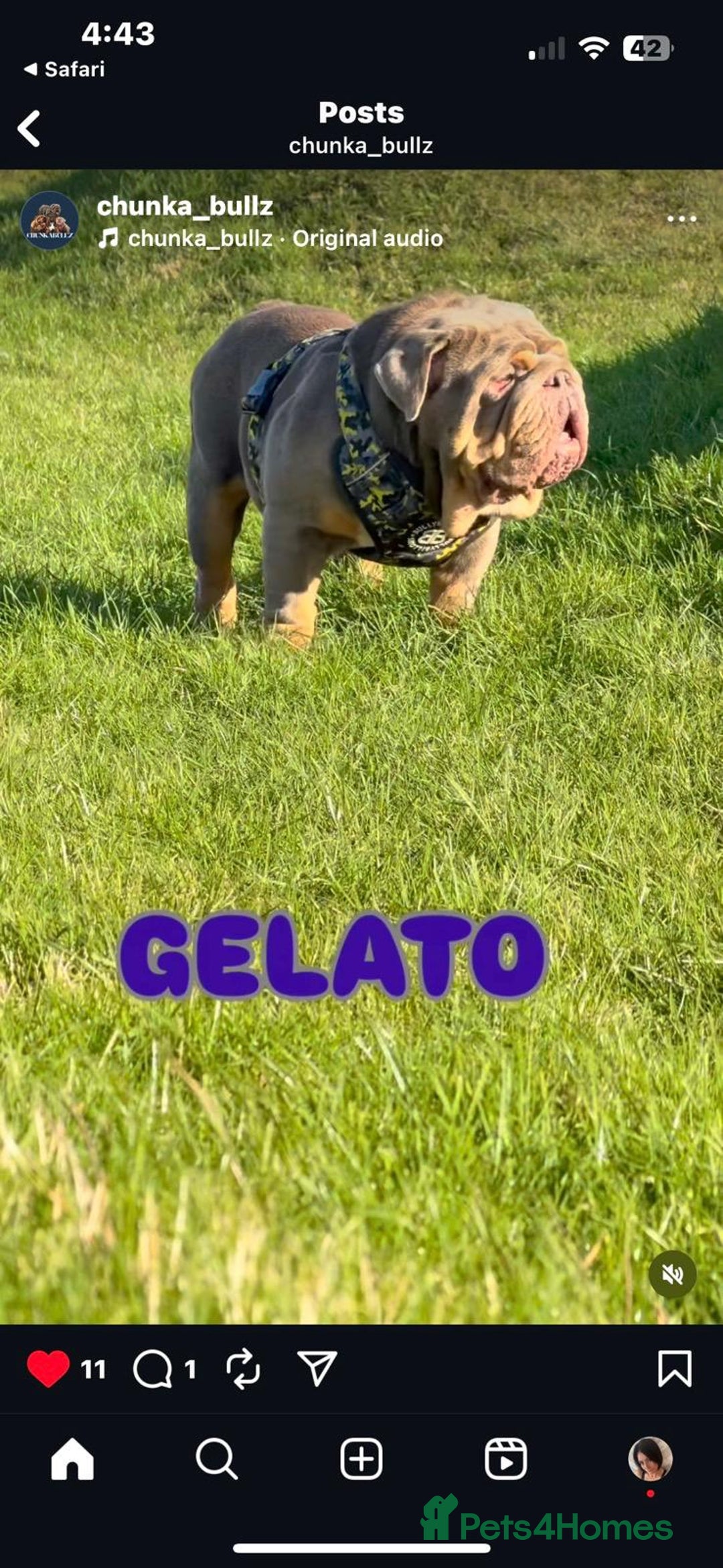 English Bulldog dogs for sale: Beautiful British bulldog pups  - Image 6