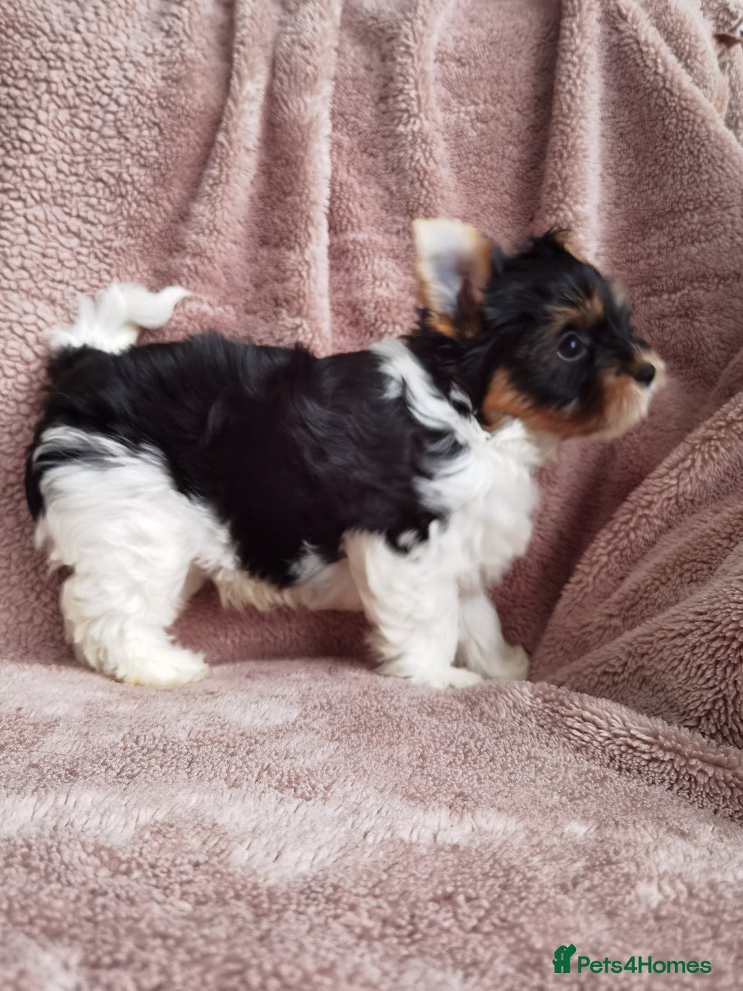 Yorkshire Terrier dogs for sale: Very Beautiful puppies, pure yorkshire terriers  - Advert 6