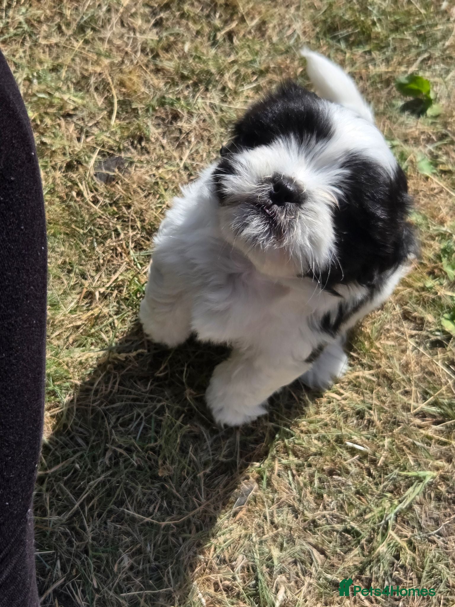 Mixed Breed dogs Shih tzu x Chihuahua - Advert 14