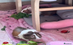 Guinea Pig rodents for sale: 3 bonded males 5 weeks old  - Image 19