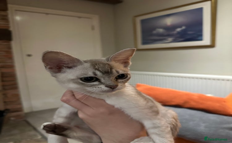 Burmese cats - Advert 3