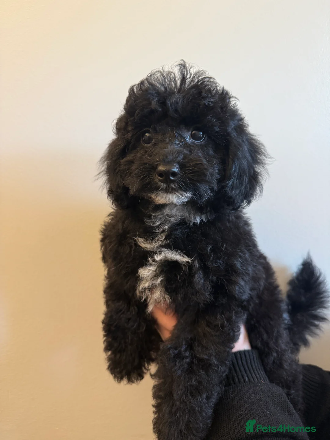 Australian Labradoodle dogs for sale: Health Tested multigen Australian labradoodles  in Ware - Advert 3