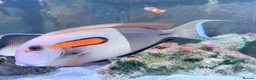 Other/Mixed Breed fish for sale: Orange Shoulder Tang & Cream Angelfish Marine Fish in Hailsham - Advert 2