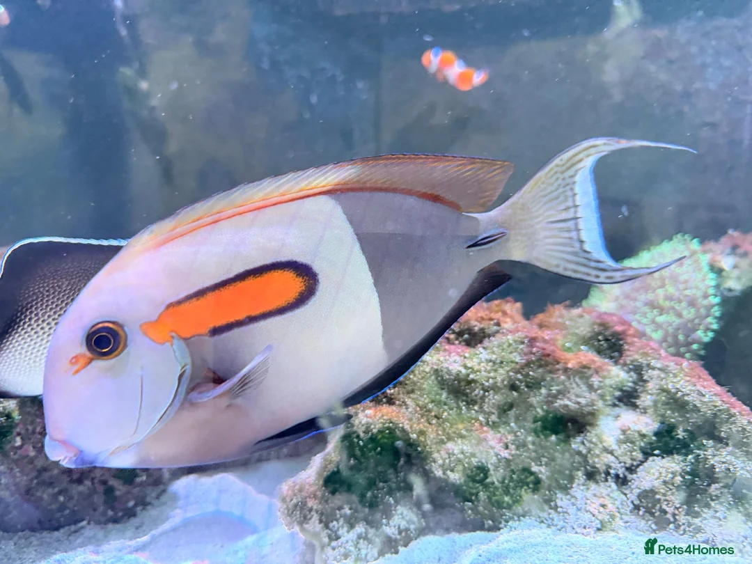 Other/Mixed Breed fish for sale: Orange Shoulder Tang & Cream Angelfish Marine Fish in Hailsham - Advert 2