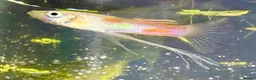 Live Bearers fish for sale: 10 Mixed Guppy Fry / babies (Postage £6)available  - Advert 7