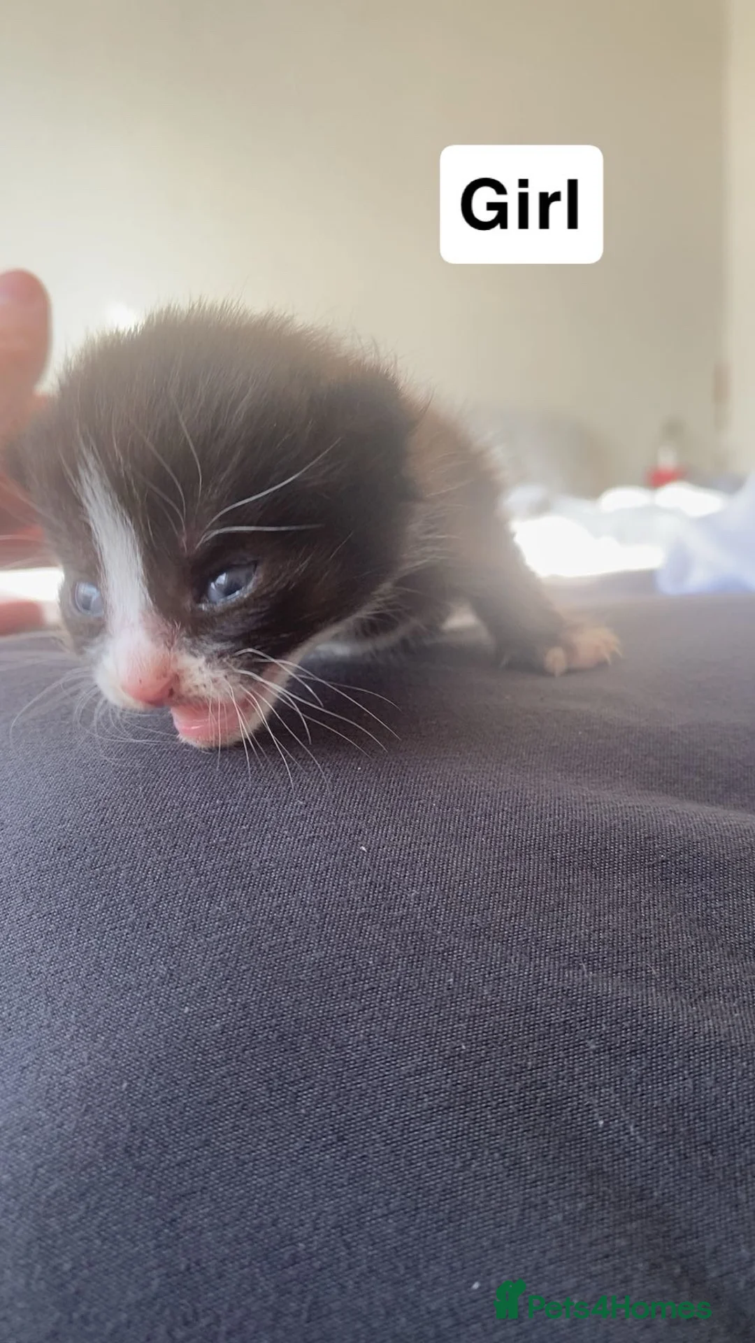 Domestic Shorthair cats for sale: Domestic shorthair mix litter  in Caerphilly - Advert 2