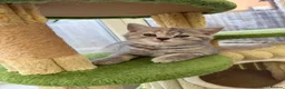 British Shorthair cats for sale: Cutest bsh babies 🤍🦋🤍  - Advert 13