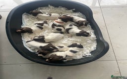 English Springer Spaniel dogs for sale: Beautiful Springer Spaniel working line - Advert 17