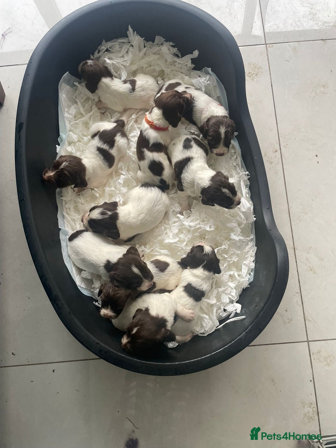 English Springer Spaniel dogs for sale: Beautiful Springer Spaniel working line - Advert 17