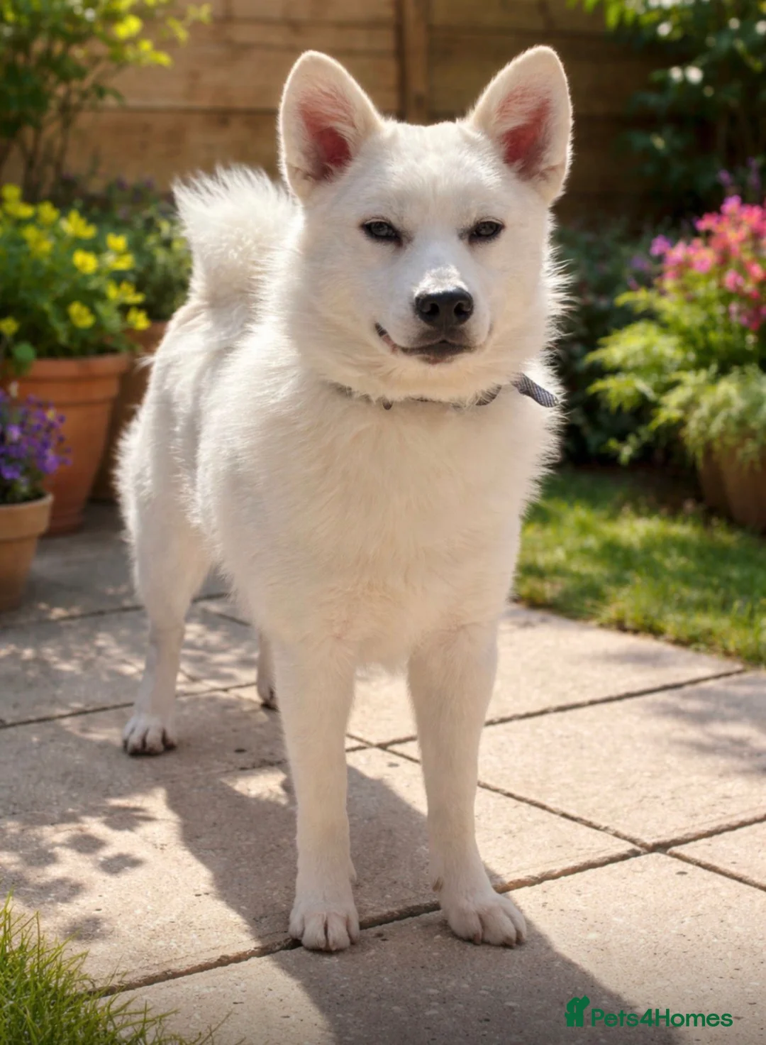 Mixed Breed dogs for sale: Frenchie X Pomsky Pups For Sales  - Advert 2