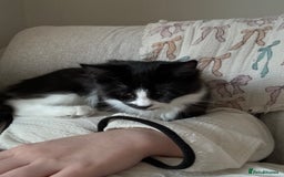 British Longhair cats for sale: Beautiful male kitten Koa  - Image 3