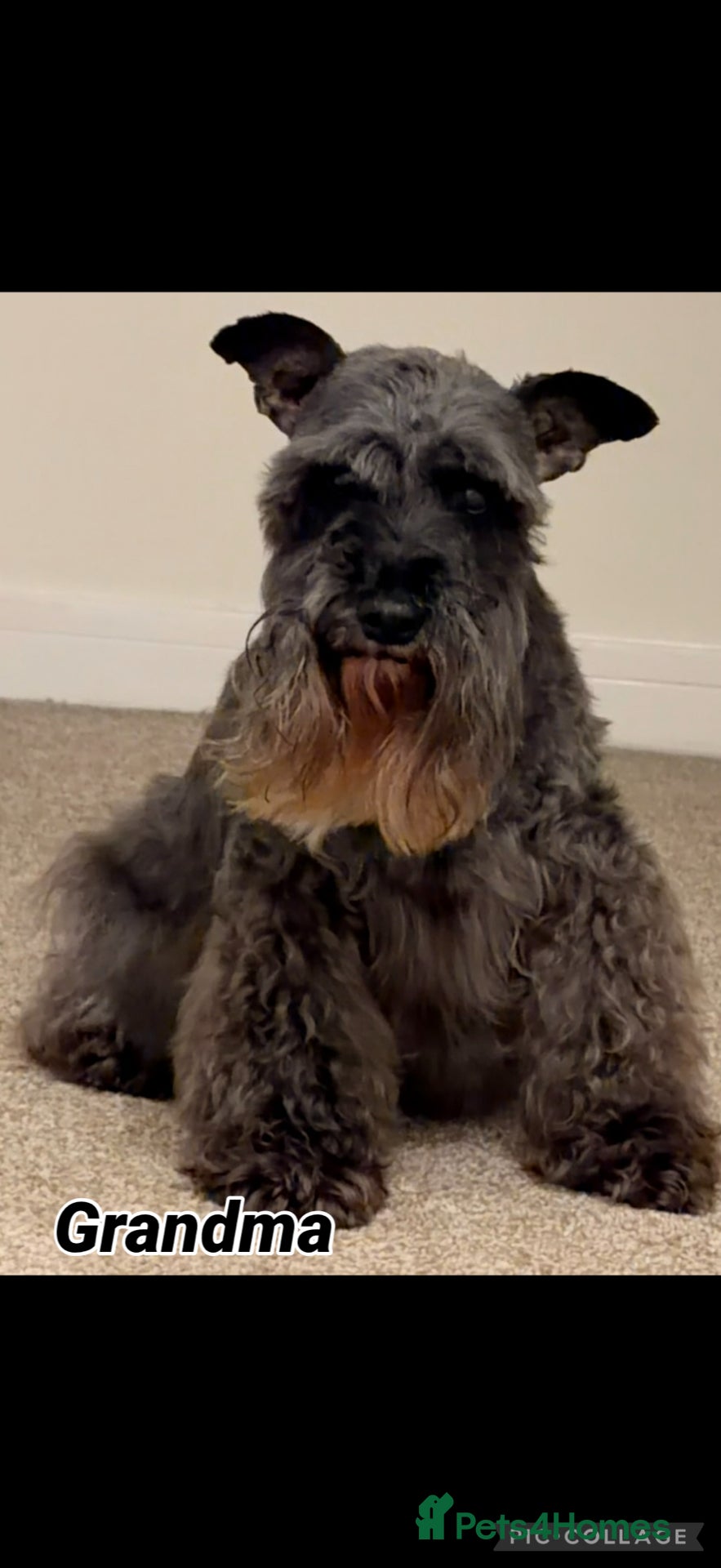 Miniature Schnauzer dogs Chunky, stunning litter of miniature schnauzers  - Advert 2