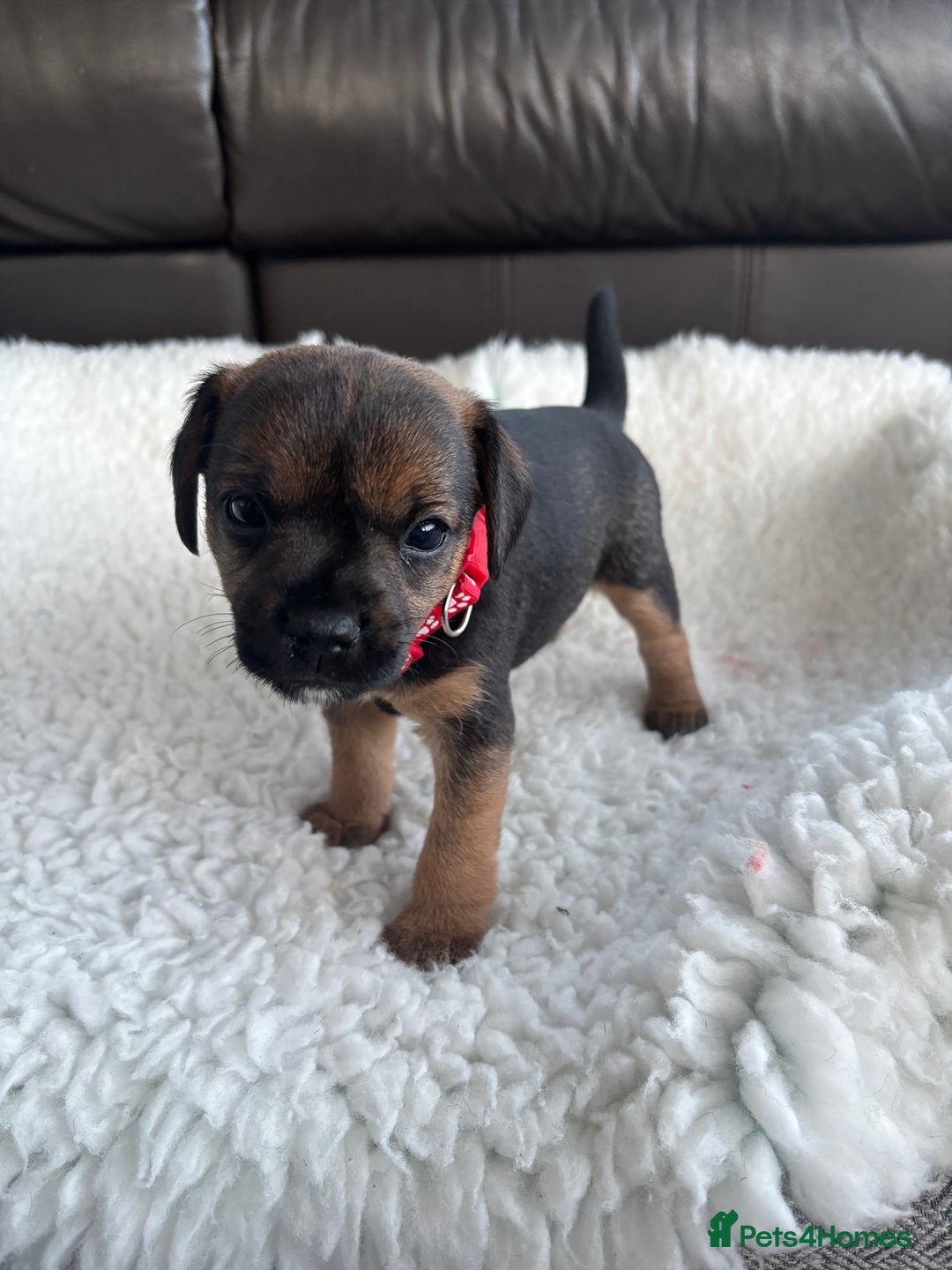 Mixed Breed dogs for sale: BorderJack Puppies - Advert 7