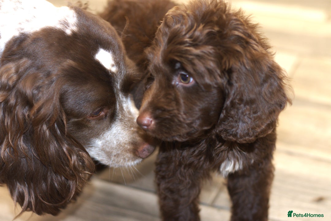 Cockapoo dogs for sale: F1 Cockapoo Puppies  - Image 7