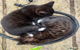 Bengal cats for sale: RARE Coats ~ Bengal/Maine Coon mix - Image 6