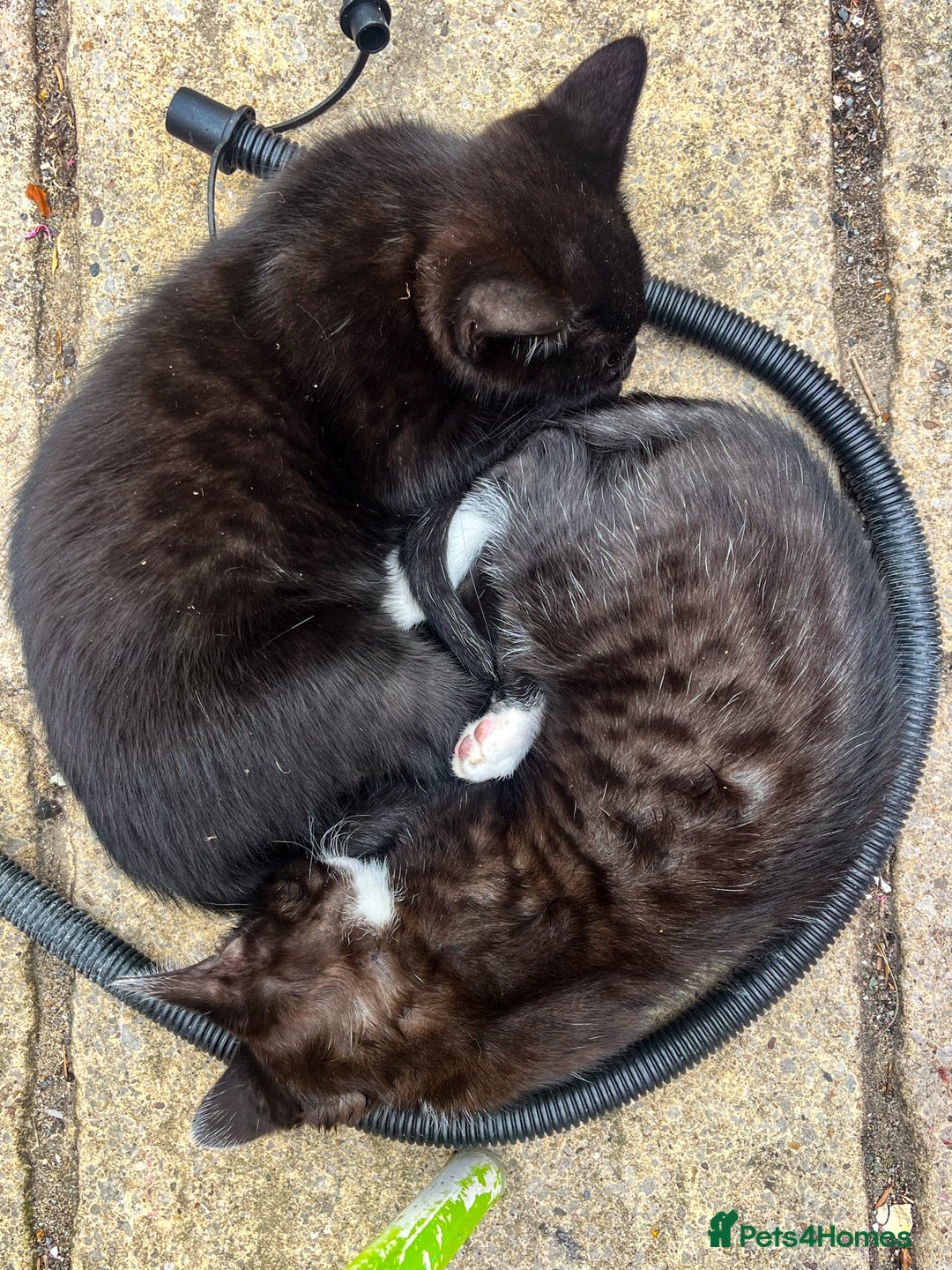 Bengal cats for sale: RARE Coats ~ Bengal/Maine Coon mix - Image 6