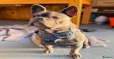 French Bulldog dogs Reggie the Blue Brindle Frenchie - Advert 12