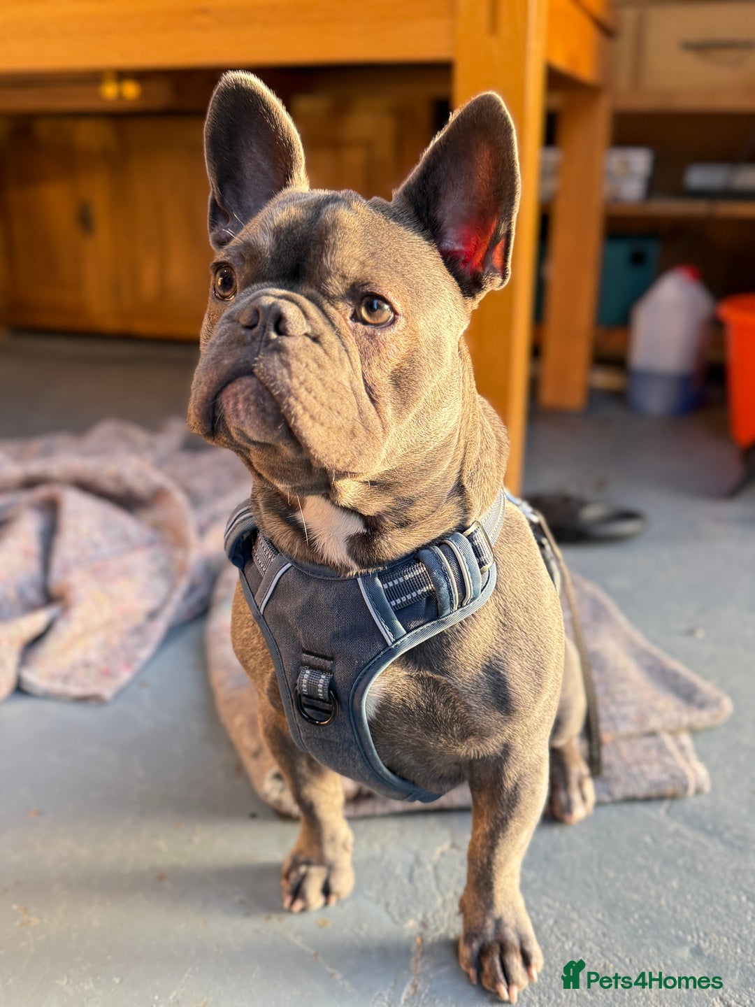 French Bulldog dogs for sale: Reggie the Blue Brindle Frenchie - Advert 2
