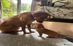 Mixed Breed dogs for sale: Vizla x Fox Red Lab (75/25) Puppies - Image 14