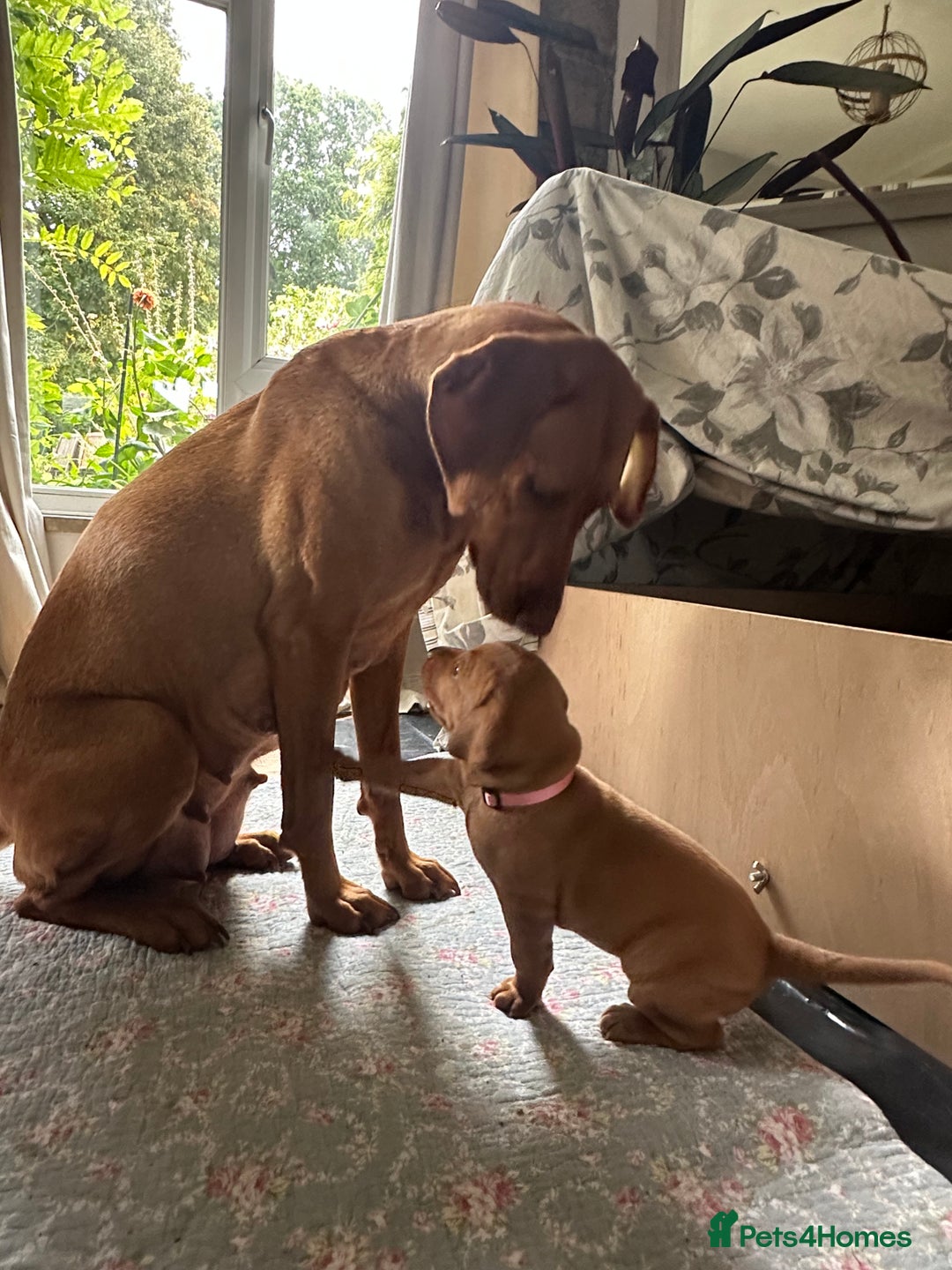 Mixed Breed dogs for sale: Vizla x Fox Red Lab (75/25) Puppies - Image 14