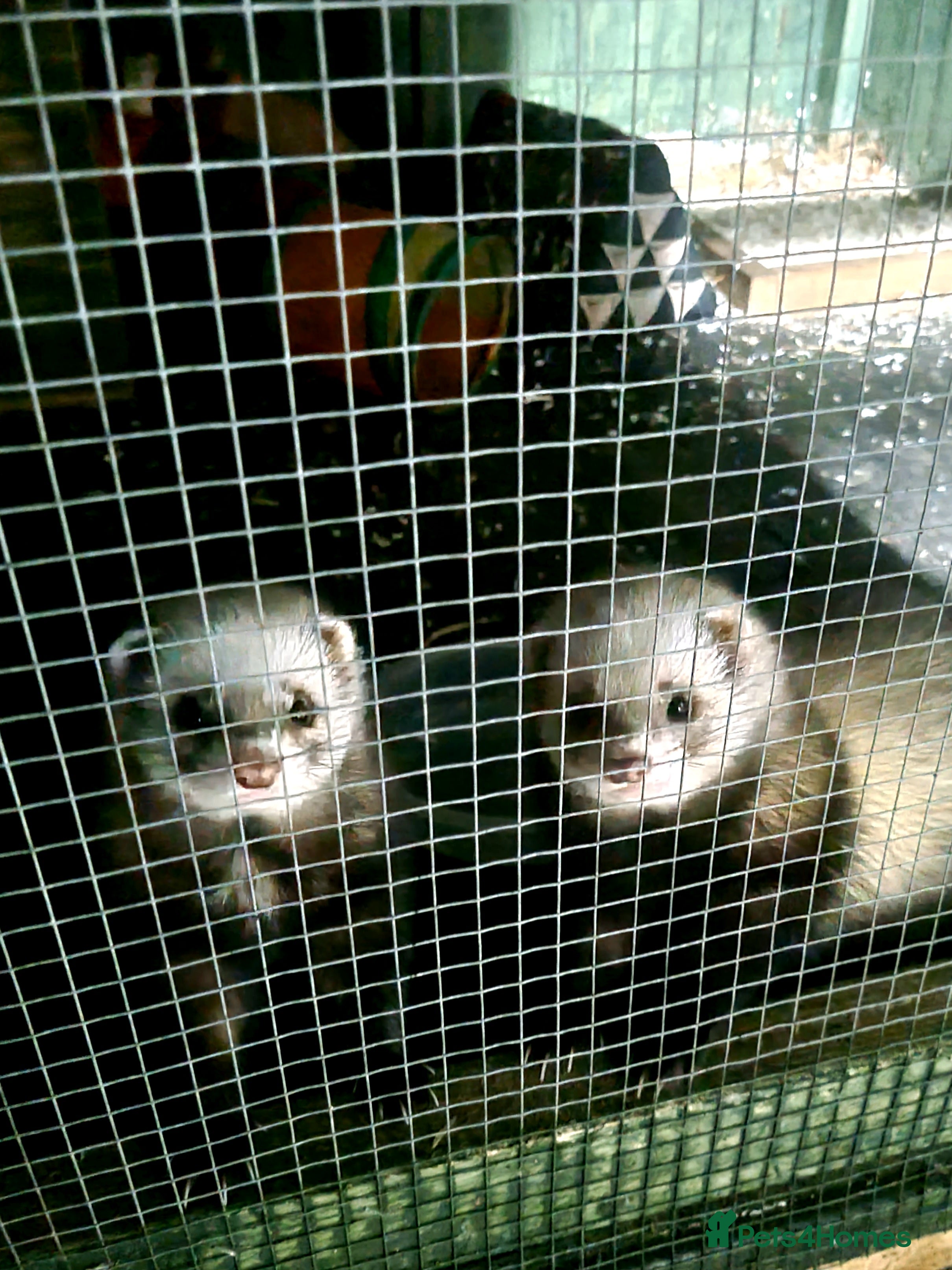 Ferret rodents 2 friendly hobs - Advert 1