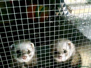 Ferret rodents 2 friendly hobs - Advert 1
