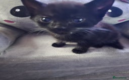 Mixed Breed cats for sale: 6 kittens - Image 4