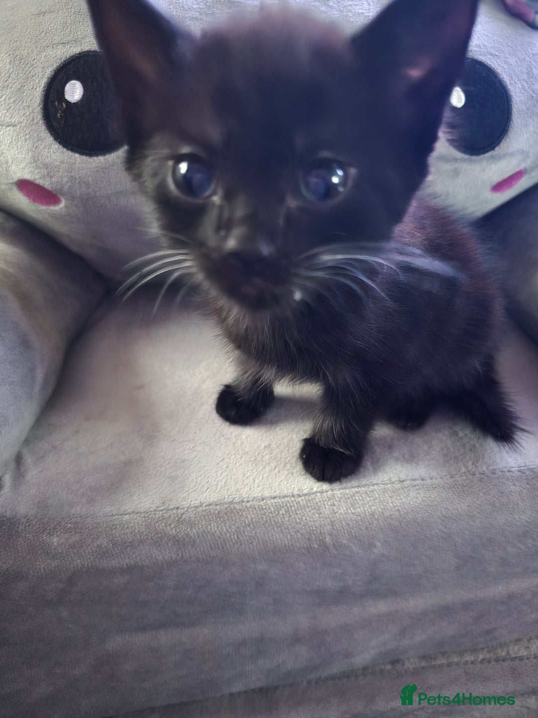 Mixed Breed cats for sale: 6 kittens - Image 4