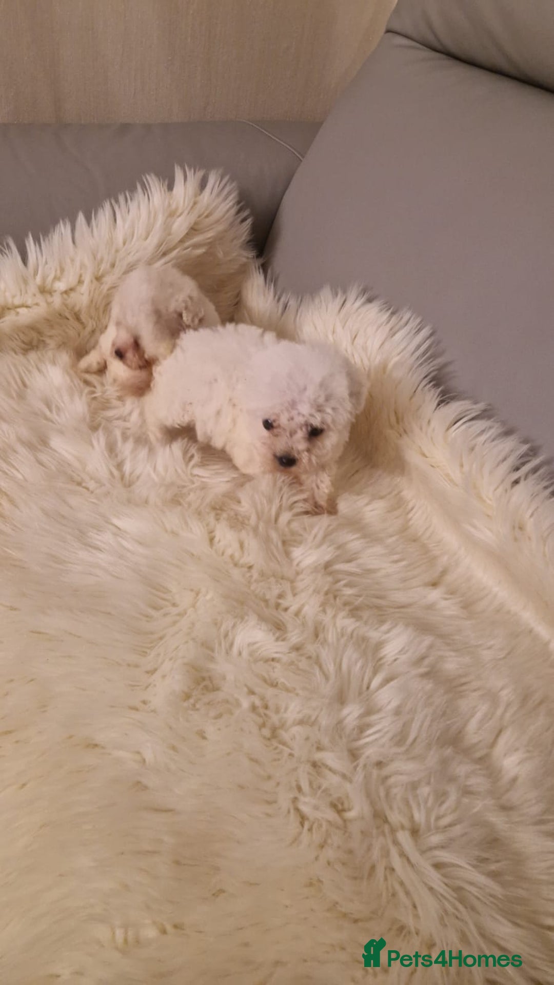 Maltese dogs for sale: Maltese puppies - Advert 2