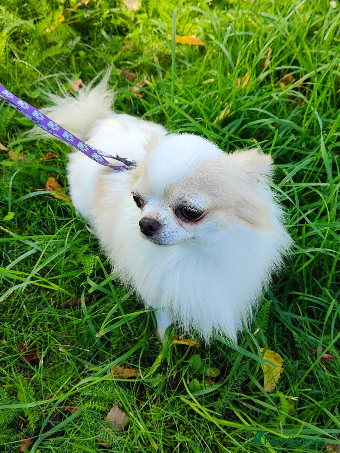 Chihuahua dogs for stud: STUD: Gorgeous White Long Coat Chihuahua  in Aldershot - Image 5