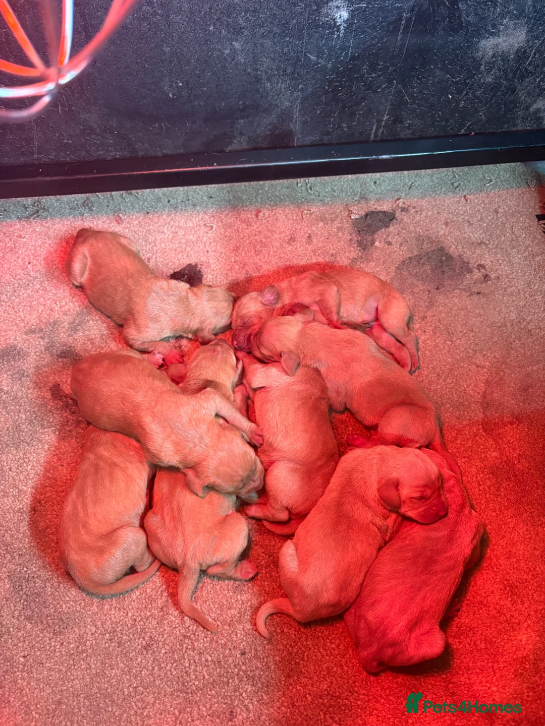 Hungarian Vizsla dogs for sale: 9 KC registered Hungarian Vizla puppies in Leicester - Advert 2