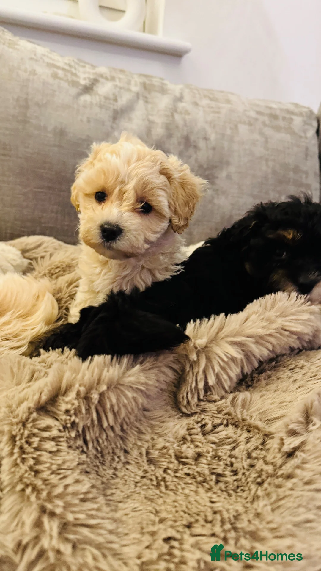 Maltipoo dogs for sale: The most adorable Tiny maltipoo puppies - Advert 20