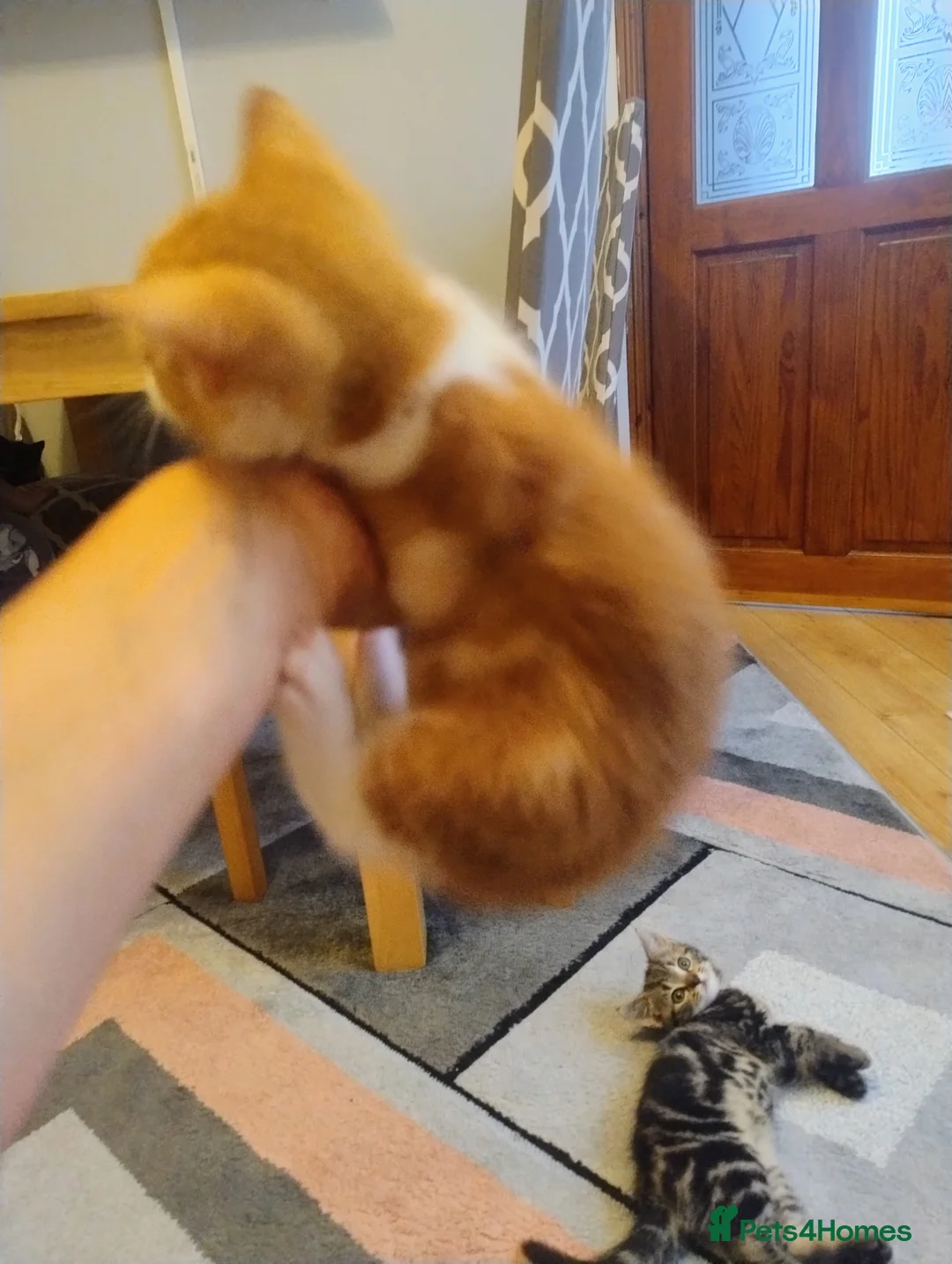 Mixed Breed cats for sale: We are 4 playful and beautiful kittens. in High Wycombe - Advert 2